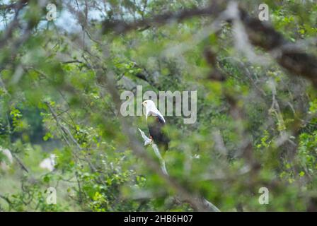 Afrikanischer Fischadler, Haliaeetus vocifer oder afrikanischer Seeadler hoch oben in einem grünen Baum in einer afrikanischen Landschaft Stockfoto