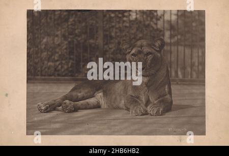 Löwin in einem Zoo in London, Thomas James Dixon (erwähnt auf Objekt), London, c. 1879, Karton, Carbon-Druck, Höhe 241 mm × Breite 345 mm Stockfoto