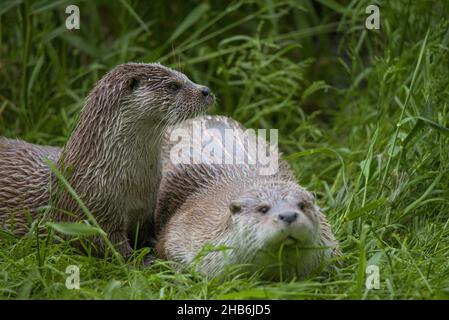 Europäischer Flussotter, Europäischer Otter, Eurasischer Otter (Lutra lutra), zwei Otter an Land, Deutschland Stockfoto