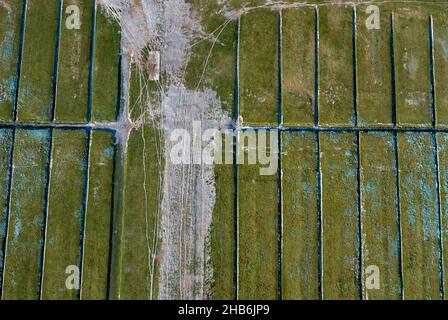 Grünlandflächen mit alten Entwässerungsgräben vor dem äußeren Deich, Luftaufnahme, Deutschland, Schleswig-Holstein, Neufelder Koog Stockfoto