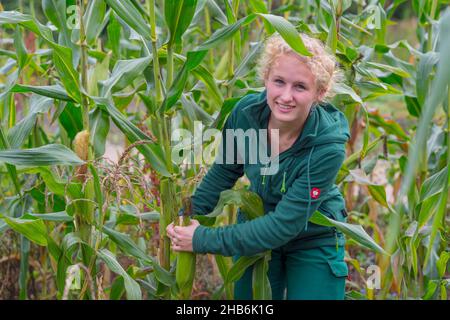 Indischer Mais, Mais (Zea-Mays), junge Gärtnerin bei der Maisernte im Garten, Deutschland, Hamburg, Flottbek Stockfoto