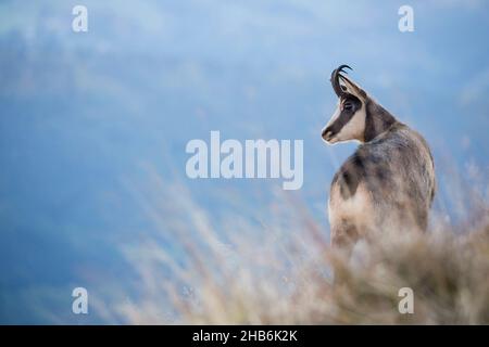 Gämsen (Rupicapra rupicapra), steht auf einem Hang, Frankreich, Vogesen Stockfoto