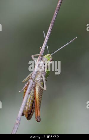 Gestreifte Heuschrecke, gefütterte Heuschrecke (Stenobothrus lineatus), Männchen auf einem Grashalm, Deutschland Stockfoto