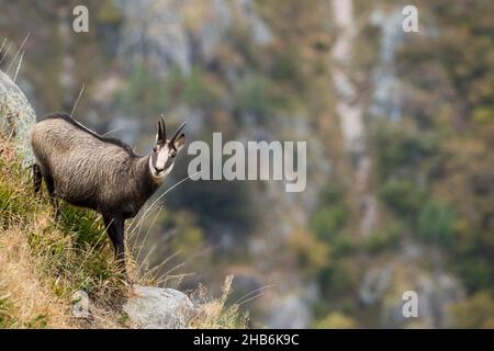 Gämsen (Rupicapra rupicapra), steht auf einem Hang, Frankreich, Vogesen Stockfoto