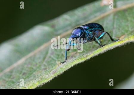 Haselblatt-Walzenkäfer (Byctiscus betulae), auf verwelktem Blatt, Deutschland Stockfoto