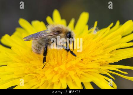 Carderbiene, gemeine Carderbiene (Bombus pascuorum, Bombus agrorum, Megabombus pascuorum), sitzt auf einer Melonenblume, Deutschland Stockfoto