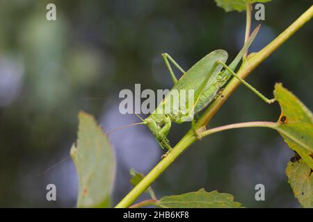 Zuckende grüne Buschkricket, zuckende grüne Buschkricket, zuckende grüne Buschkricket (Tettigonia Cantans), Weibchen mit Ovipositor, Deutschland Stockfoto