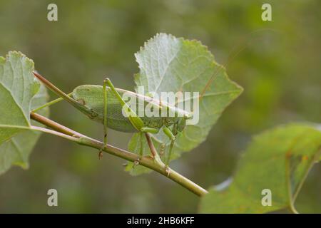 Zuckende grüne Buschkricket, zuckende grüne Buschkricket, zuckende grüne Buschkricket (Tettigonia Cantans), Weibchen mit Ovipositor, Deutschland Stockfoto