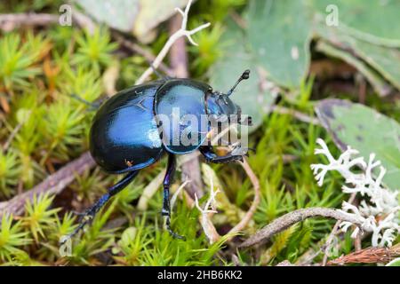 Springtime-Mistkäfer (Geotrupes vernalis, Trypocopris vernalis), auf Moos kriechend, Deutschland Stockfoto