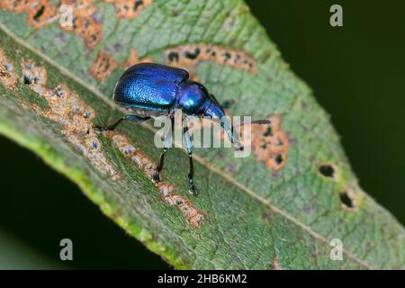 Haselblatt-Walzenkäfer (Byctiscus betulae), auf verwelktem Blatt, Deutschland Stockfoto