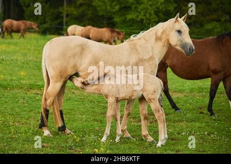 American Quarter Horse (Equus przewalskii f. caballus), Stute mit ihrem Mutterfohlen, Deutschland Stockfoto