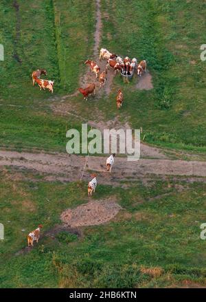 Hausrinder (Bos primigenius f. stier), Viehherde auf einer Weide, Luftaufnahme, Deutschland, Schleswig-Holstein, Dithmarschen Stockfoto