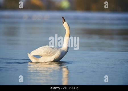 Stummer Schwan (Cygnus olor), der seinen Körper auf der Donau, Deutschland, Bayern schüttelt Stockfoto