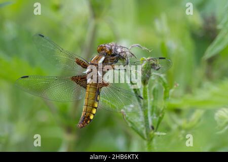 Breitkörperjäger, Breitkörperjäger, Breitkörperjäger (Libellula depressa, Platetrum depressum), weiblich, Deutschland Stockfoto