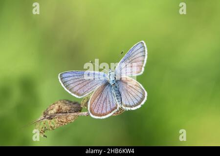 mazarinblau (Polyommatus semiargus, Cyaniris semiargus), Männchen sitzt auf einem Stamm, Deutschland, Bayern Stockfoto