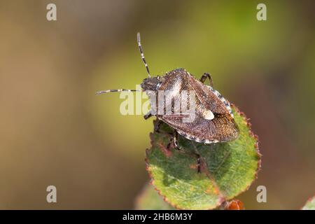 Schlehwanze, Schlehwanze (Dolycoris baccarum), bräunliche Färbung im Herbst, Deutschland Stockfoto