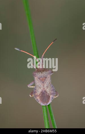 Kürbiskäfer (Coreus marginatus, Mesocerus marginatus), sitzt an einem Grashalm, Deutschland Stockfoto