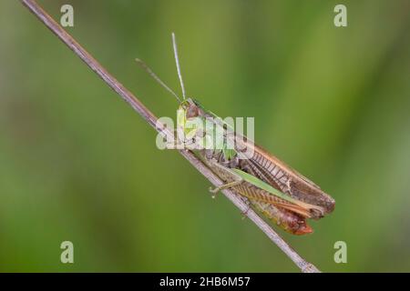 Gestreifte Heuschrecke, gefütterte Heuschrecke (Stenobothrus lineatus), Männchen auf einem Grashalm, Deutschland Stockfoto