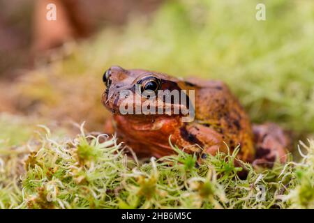 Gewöhnlicher Frosch, Grasfrosch (Rana temporaria), redisch-braune Farbmorph sitzt auf Moos, Frankreich, Vogesen Stockfoto