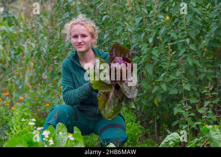 Junge Gärtnerin bei der Blattgemüseernte in einem Erntegarten, Deutschland, Hamburg, Flottbek Stockfoto
