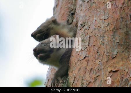 Europäischer Kiefernmarder (Martes martes), zwei Jungvögel, die aus einer Baumhöhle spähen, Deutschland Stockfoto