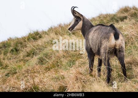 Gämsen (Rupicapra rupicapra), steht auf einer Wiese, Frankreich, Vogesen Stockfoto