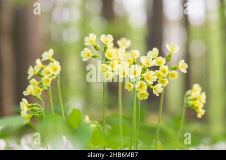 Echter Ochsenlappen (Primula elatior), in einem Frühlingswald, Deutschland, Thüringen, Nationalpark Hainich Stockfoto