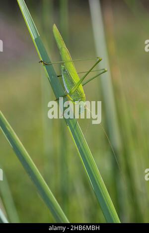 Sichelhaltiges Bush-Cricket, sichelhaltiges Bush-Cricket (Phaneroptera falcata), Männchen sitzt auf einem Blatt, Deutschland Stockfoto