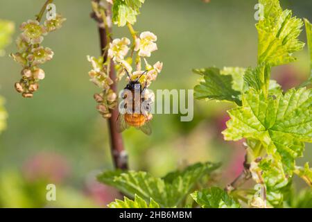 Tawny Burwing Bee, Tawny Mining Bee, Tawny Mining-Bee (Andrena fulva, Andrena armata), Weibchen, die einen blühenden Johannisbeerstrauch besuchen, Deutschland Stockfoto