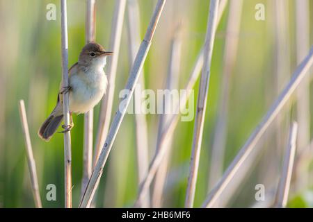 schilfrohrsänger (Acrocephalus scirpaceus), auf einem Blatt Schilf, Deutschland, Bayern Stockfoto