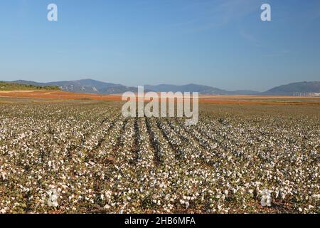 Baumwolle (Gossypium barbadense), Baumwollfeld mit vollreifen und geöffneten Kapselfrüchten, Bergkette im Hintergrund, Spanien, Andalusien, Tarifa, La Stockfoto