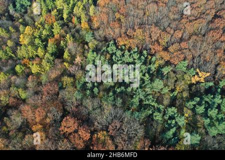 Mischwald mit Herbstfärbung im Hilden Stadtwald, Luftaufnahme, Deutschland, Nordrhein-Westfalen, Hilden Stockfoto