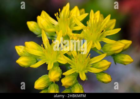 Blasse Stonekrop (Sedum sediforme), Blütenstand, Deutschland Stockfoto