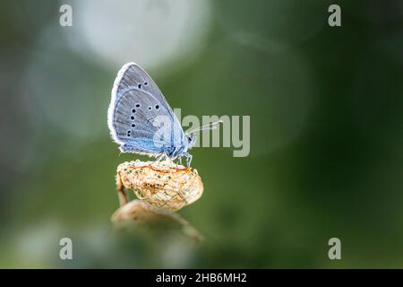 mazarinblau (Polyommatus semiargus, Cyaniris semiargus), Männchen sitzt auf einem verwelkten Blatt, Deutschland, Bayern Stockfoto