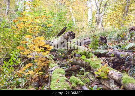 Im Herbstwald mit Moos übersäte Bäume am Stamm, Blätter verschiedener Farben, Stockfoto