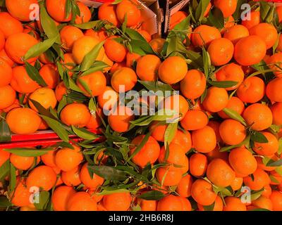 Draufsicht auf Gruppe viele reife, frische, ganz orange Mandarinen mit grünen Blättern auf dem Markt in Kartons Stockfoto