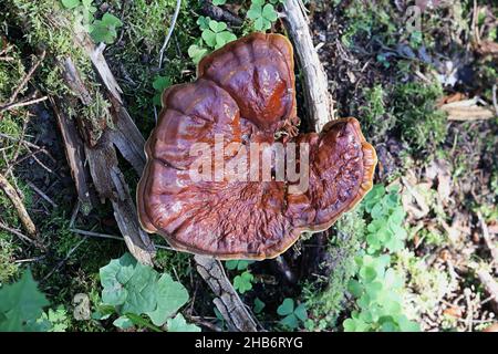 Ganoderma lucidum, allgemein bekannt als Lingzhi oder Reishi, wilder medizinischer Polyporenpilz aus Finnland Stockfoto