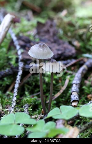 Mycena galopus, bekannt als das Melken Motorhaube oder die Milch-drop mycena, wilde Pilze aus Finnland Stockfoto