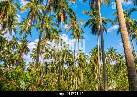 Blick auf eine große Kokosnussplantage auf Mindoro Island auf den Philippinen, mit langen Baumstämmen und grünen Fronden, die sich gegen den Himmel erheben. Stockfoto