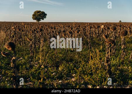Vintage verwelkte Sonnenblumen im Herbstfeld. Hochwertige Fotos Stockfoto