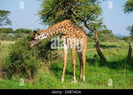 Junge Giraffen ernähren sich von einem Strauch im Serengeti Nationalpark, Tansania Stockfoto