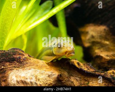 Makroaufnahme eines chinesischen Algenfressers (Gyrinocheilus aymonieri) im Aquarium mit verschwommenem Hintergrund Stockfoto