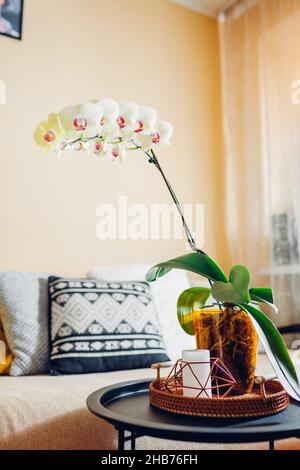Innenraum des Wohnzimmers. Gelbe Orchidee mit einer Kaskadeblüte, die bei Kerzenschein auf dem Couchtisch blüht. Haus mit Blumen und Pflanzen dekoriert Stockfoto