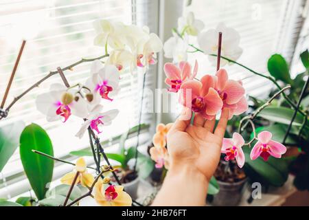 Frau genießt Orchideenblumen auf Fensterbank. Mädchen, die sich um Heimpflanzen kümmert. Orange Goldener Apfel, Narnonne, blühende Berge Stockfoto