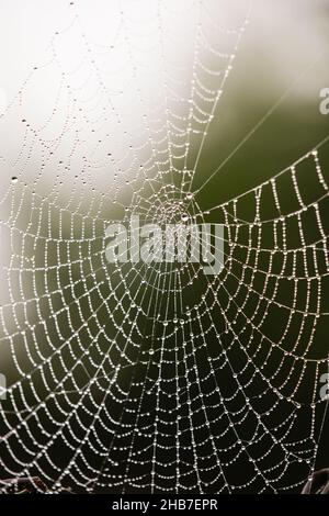 Spinnennetz voller Tau an einem nebligen Wintertag. Stockfoto