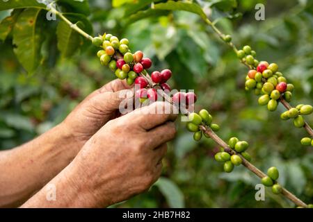 Eine Nahaufnahme der Hände eines arabica-Kaffeebauers, der auf seiner Farm in Kolumbien, Südamerika, gereifte Bohnen aus einer Pflanze pflückt Stockfoto