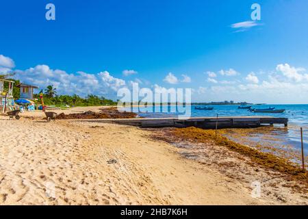 Playa del Carmen Mexiko 05. August 2021 Viele sehr ekelhafte rote Algen Sargazo im Resort am tropischen mexikanischen Strand in Playa del Carmen Mexiko. Stockfoto