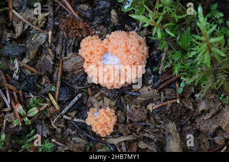 Tubifera ferruginosa, bekannt als Himbeer-Schleimform Stockfoto