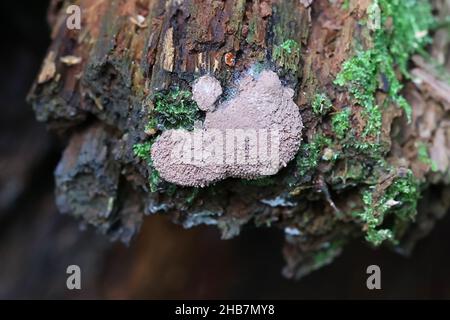 Tubifera ferruginosa, bekannt als Himbeer-Schleimform Stockfoto