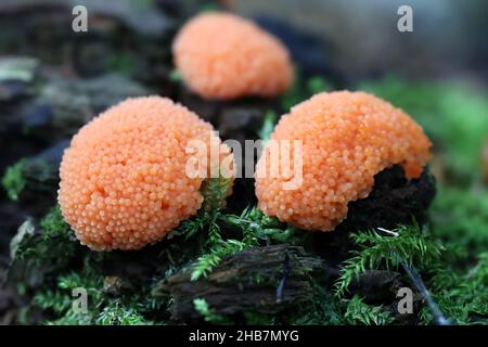 Tubifera ferruginosa, bekannt als Himbeer-Schleimform Stockfoto